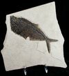 Dark Diplomystus Fossil Fish - Utah #6911-4